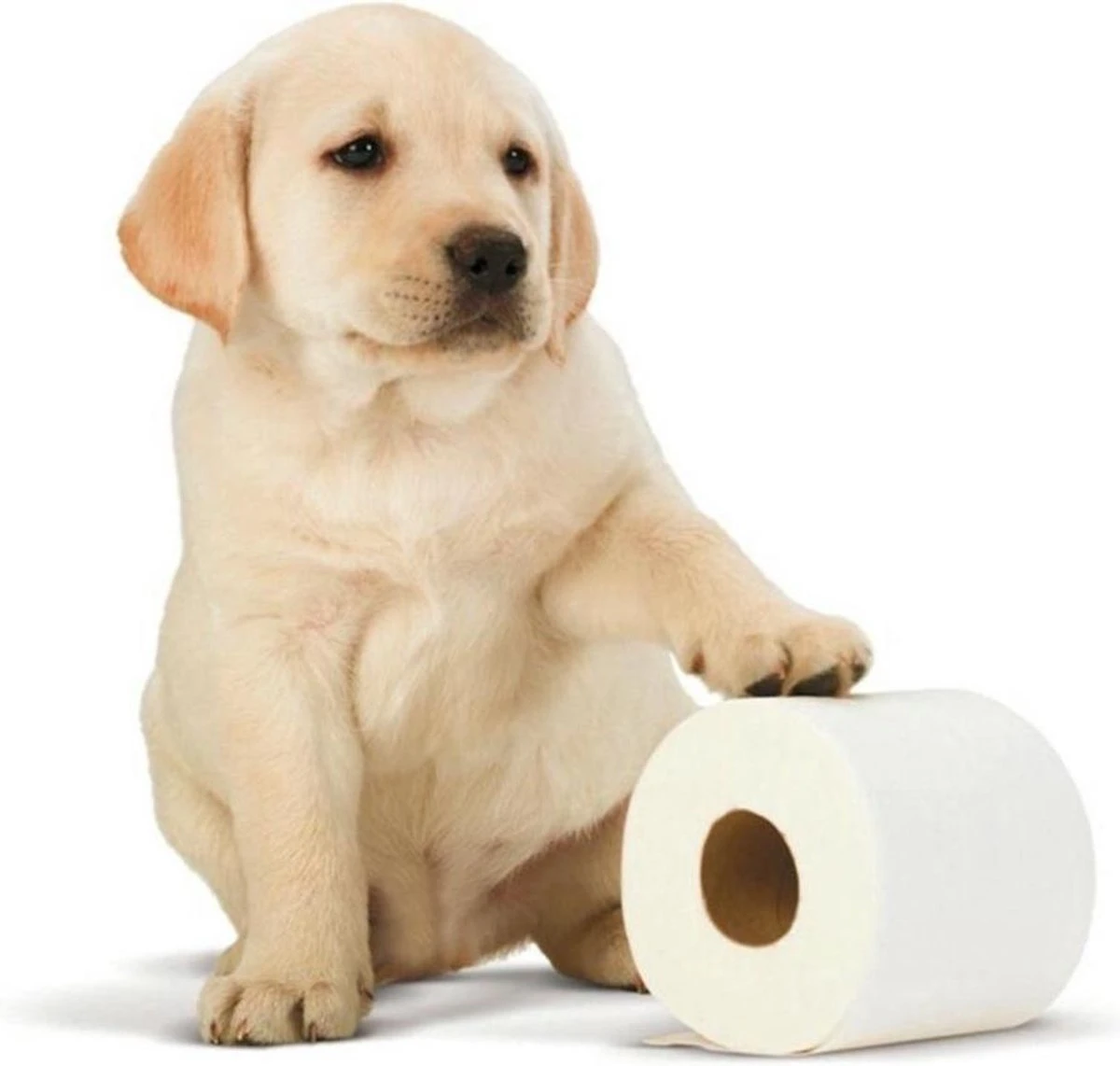 Scottex Toiletpapier - Kussenzacht Design Wc Papier - 84 Rollen - Afbeelding 3